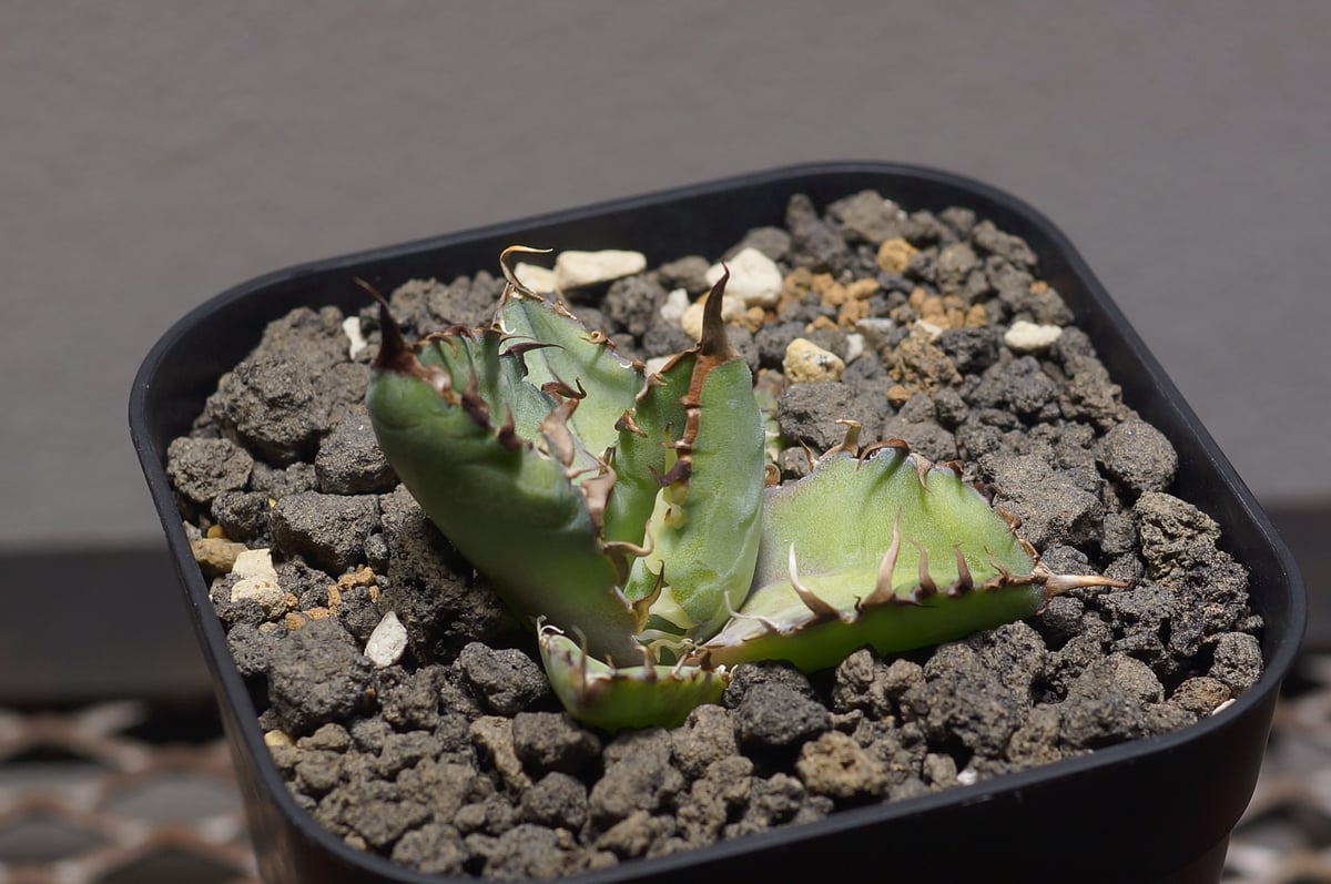 アガベ チタノタ ブラックアンドブルー/bb-35 | アガベ専門店