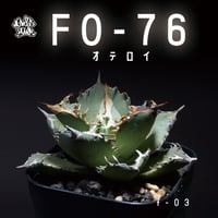 強棘選抜】アガベオテロイFO-76 子株(F-08)インドネシア輸入株 強棘選抜】アガベオテロイFO-76 子株(F-08)インドネシア輸入株