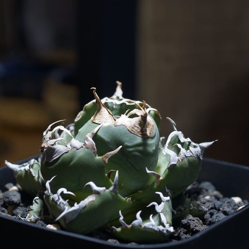 アガベ 魔丸 アガベ チタノタ 魔丸 / MG-04 | アガベ専門店 モンスターハウス