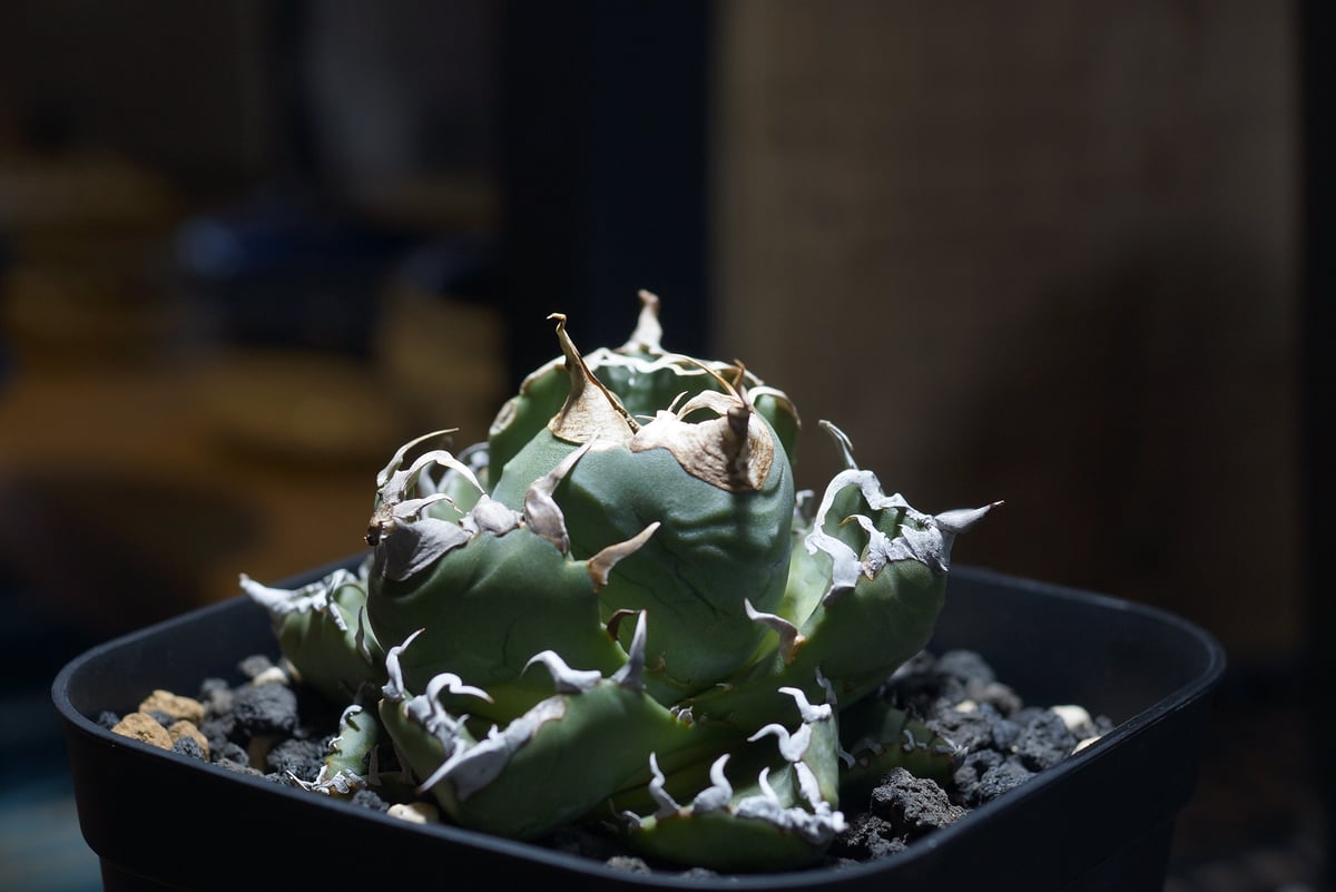 アガベ チタノタ 魔丸 / MG-08 | アガベ専門店 モンスターハウス