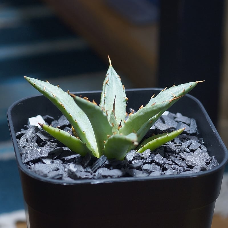 アガベ ハイブリッド 妖炎×姫厳竜/ Y×H-06 | アガベ専門店 モンスター