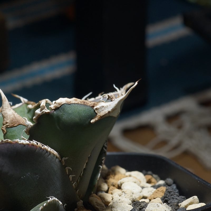 アガベ チタノタ 緑幽霊 / GG-06 | アガベ専門店 モンスターハウス