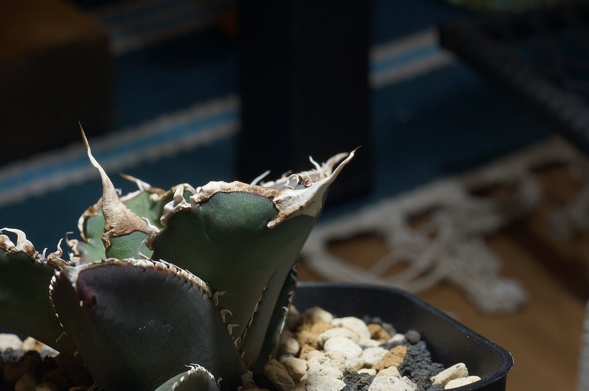 アガベ チタノタ 緑幽霊 / GG-06 | アガベ専門店 モンスターハウス