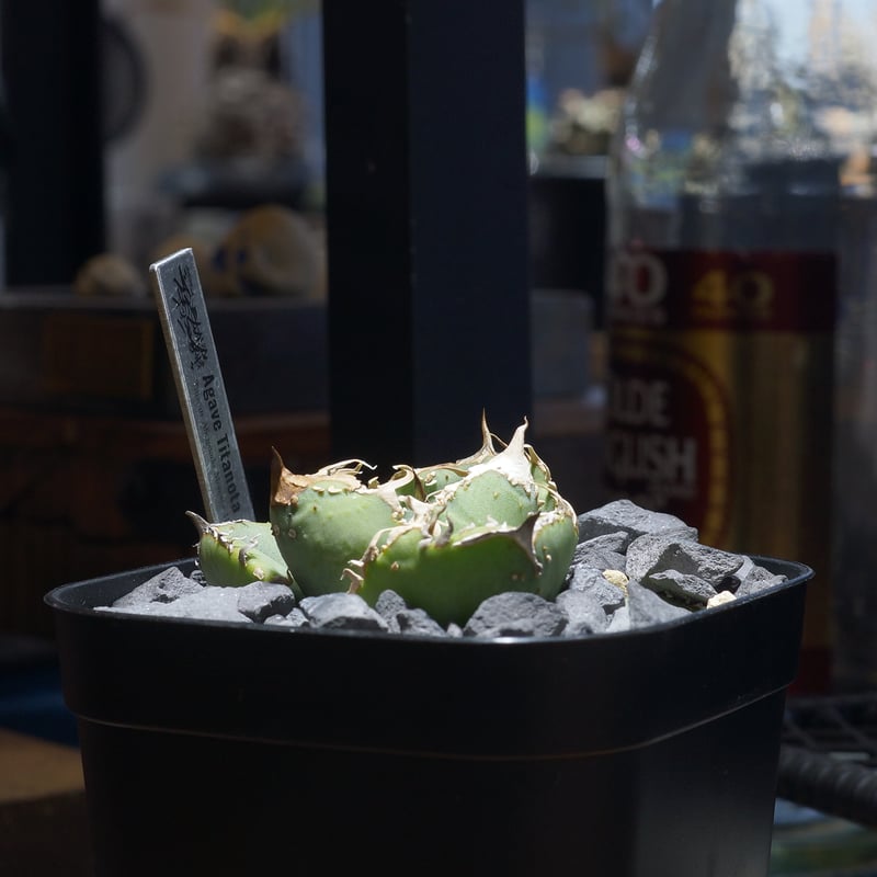 アガベ チタノタ 疣猪 / イボイノシシ WT-04 | アガベ専門店