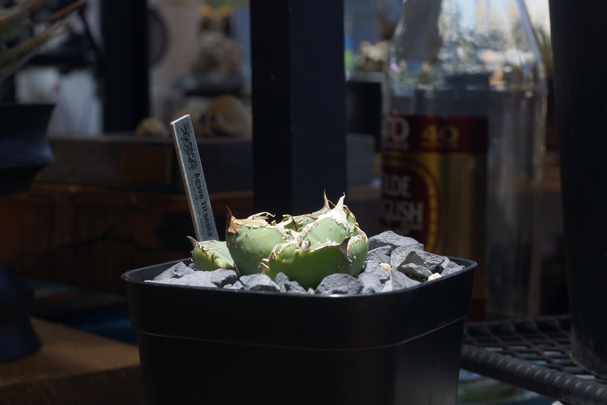 希少　アガベ　疣猪　イボイノシシ アガベ チタノタ 疣猪 / イボイノシシ WT-01 | アガベ専門店