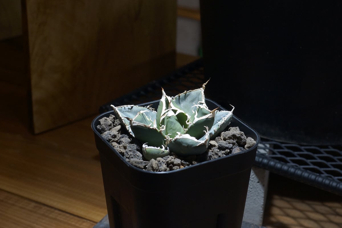 アガベ チタノタ 南アフリカダイヤモンド / SAD-08 | アガベ専門店