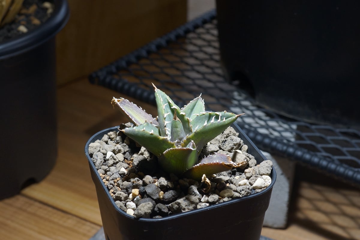 アガベ　チタノタ　海王変異　浅斑入り アガベ チタノタ 海王 / KO-02 | アガベ専門店 モンスターハウス