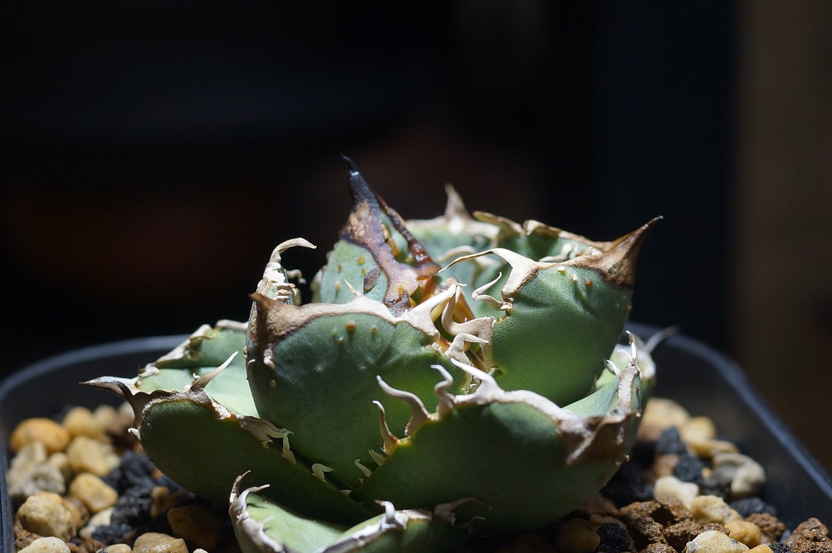 アガベ チタノタ 疣猪 / イボイノシシ WT-02 | アガベ専門店