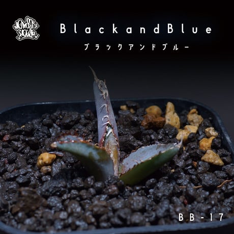 CATEGORY チタノタブラック&ブルー | アガベ専門店 モンスターハウス