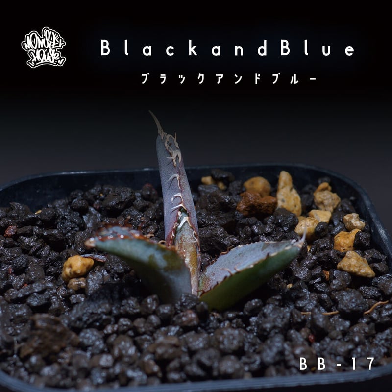 アガベチタノタBlack \u0026Blue  ブラックアンドブルー子株つき