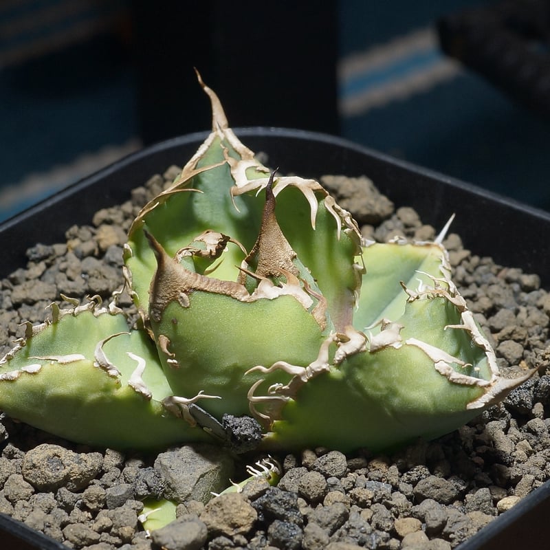 アガベ チタノタ 星空 / HZ-03 | アガベ専門店 モンスターハウス