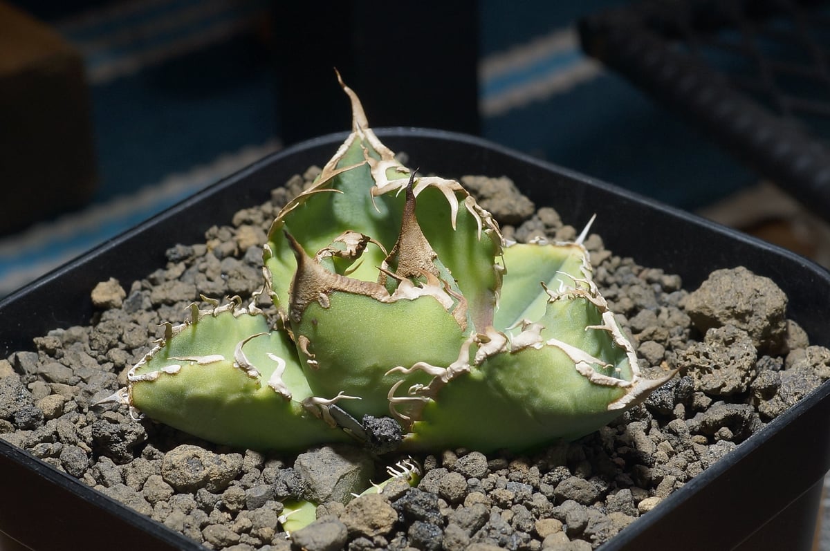 アガベ チタノタ 星空 / HZ-03 | アガベ専門店 モンスターハウス