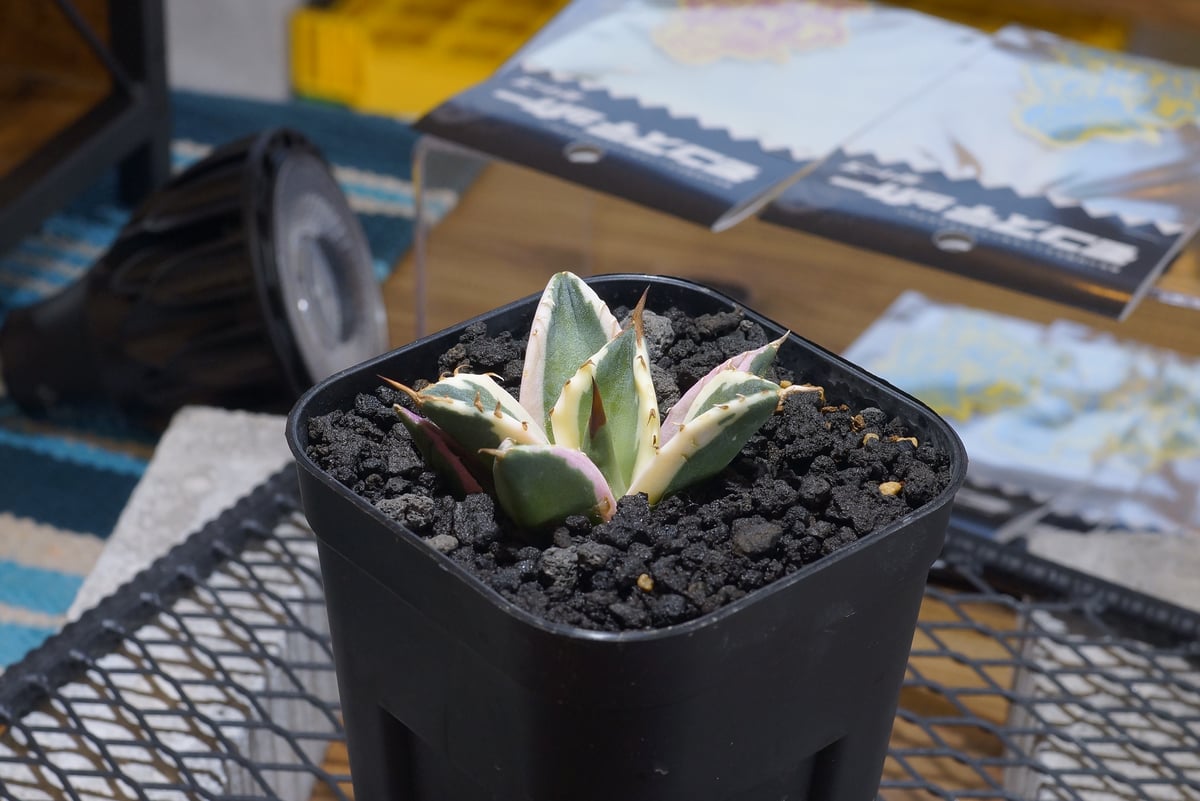 アガベ チタノタ スナグルトゥース 暴牙 中株 アガベ チタノタ スナグルトゥース 暴牙 Agave titanota &quot