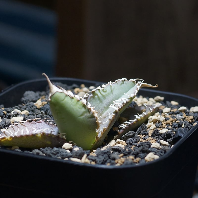 アガベ チタノタ 台湾ゴジラ / TG-02 | アガベ専門店 モンスターハウス