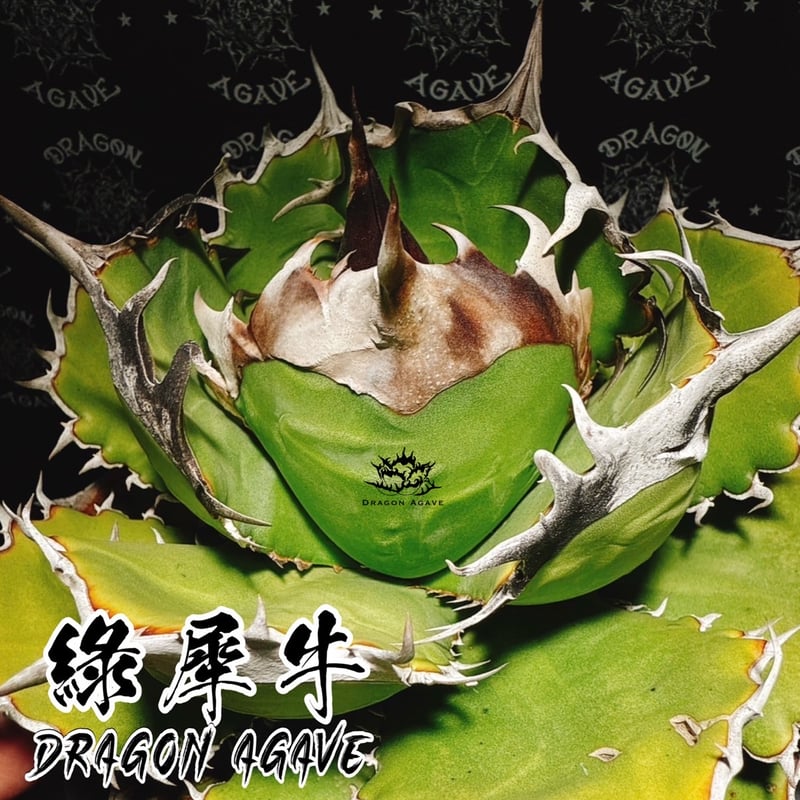 アガベ チタノタ 緑犀牛/ Dragon Agave産 GR-01 | アガベ専門店