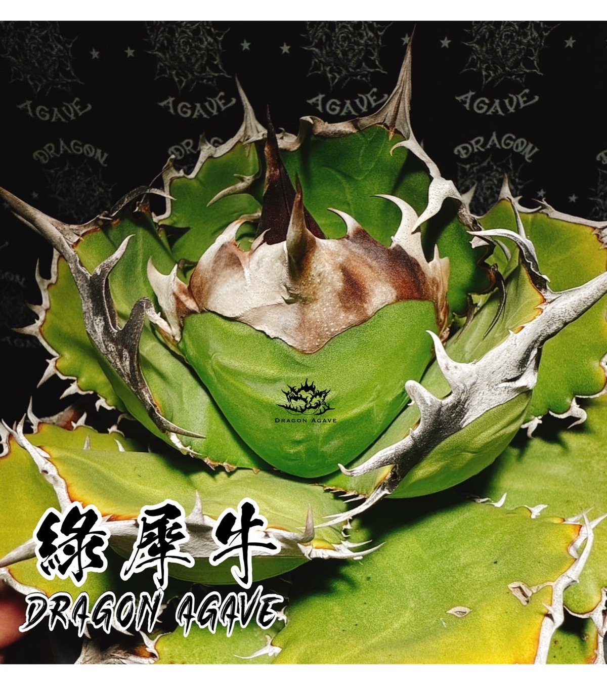 緑犀牛　アガベ チタノタ 巌龍 アガベ チタノタ 緑犀牛/ Dragon Agave産 GR-01 | アガベ専門店