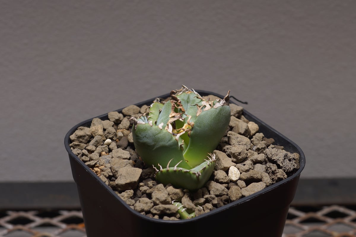 アガベ チタノタ 魔丸 / MG-02 | アガベ専門店 モンスターハウス