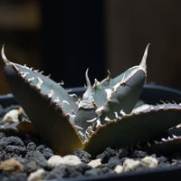 親株 アガベ チタノタ ブラックダイヤモンド 黒豹 デカ子株付 親株 アガベ チタノタ ブラックダイヤモンド 黒豹 デカ子株付 3特選