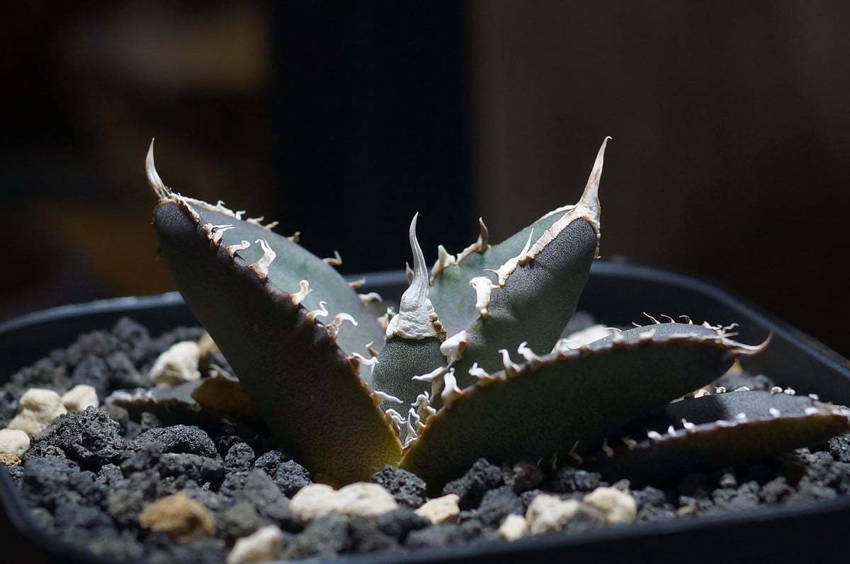 アガベ チタノタ 緑幽霊 / GG-06 | アガベ専門店 モンスターハウス