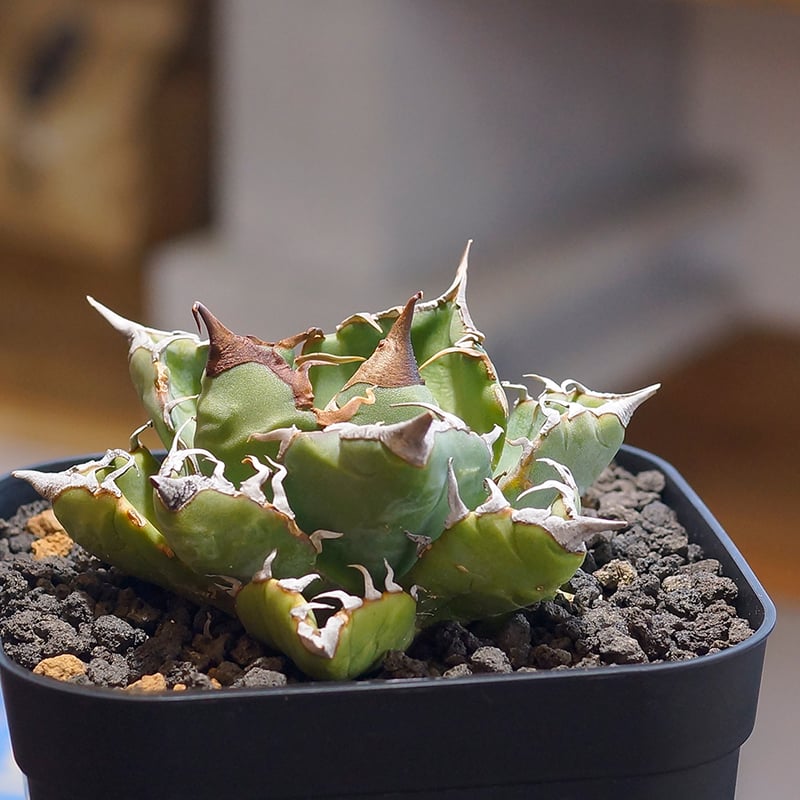アガベ チタノタ　魔丸　現品株 アガベ チタノタ 魔丸 美株 OC株 agave titanota imps 多肉植物 珍奇植