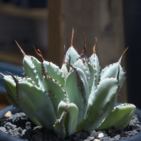 CATEGORY 新商品 | アガベ専門店 モンスターハウス