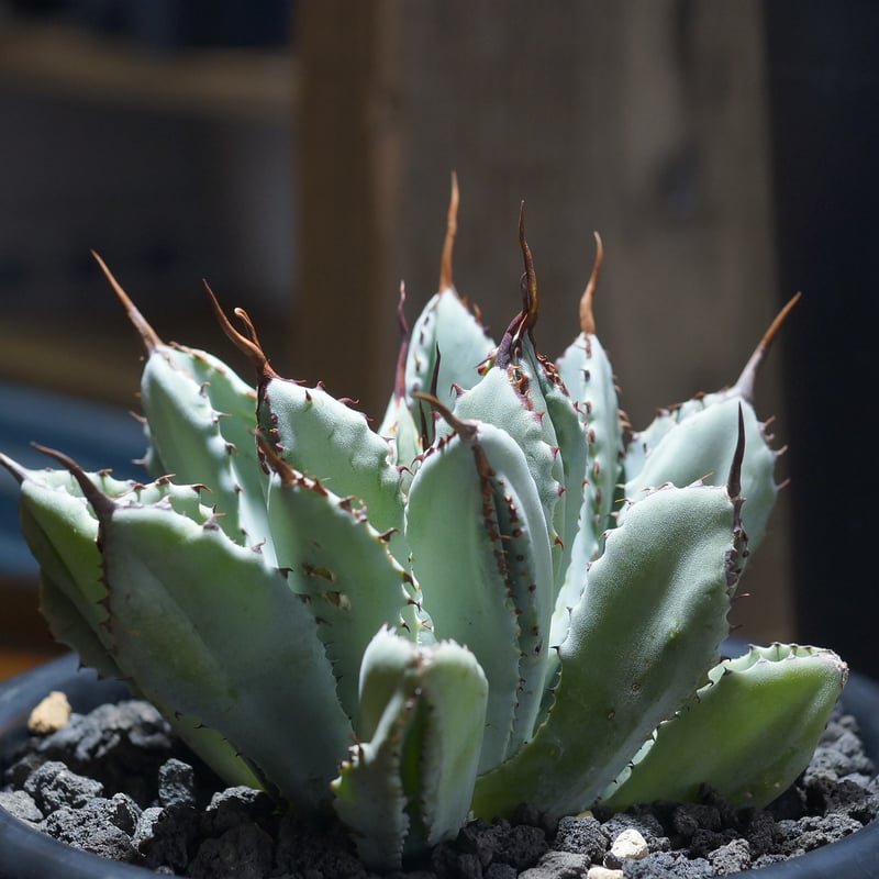 アガベ ポタトラム キュービック / Agave potatorum cubic / PC-