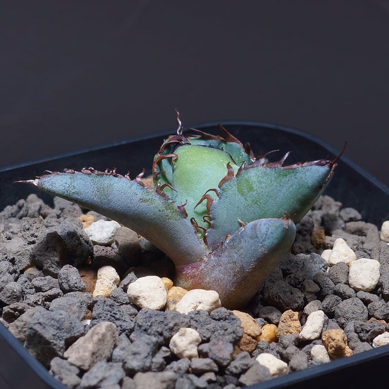 【まとめ売り】スナグルトゥース、ブラックアンドブルー、ハデス)アガベ チタノタ まとめ売り】スナグルトゥース、ブラックアンドブルー、ハデス)アガベ