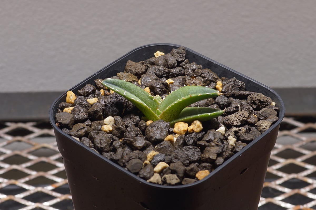 アガベ　チタノタ　妖怪 アガベ・チタノタ 緑幽霊（芽）-004｜agave titanota green