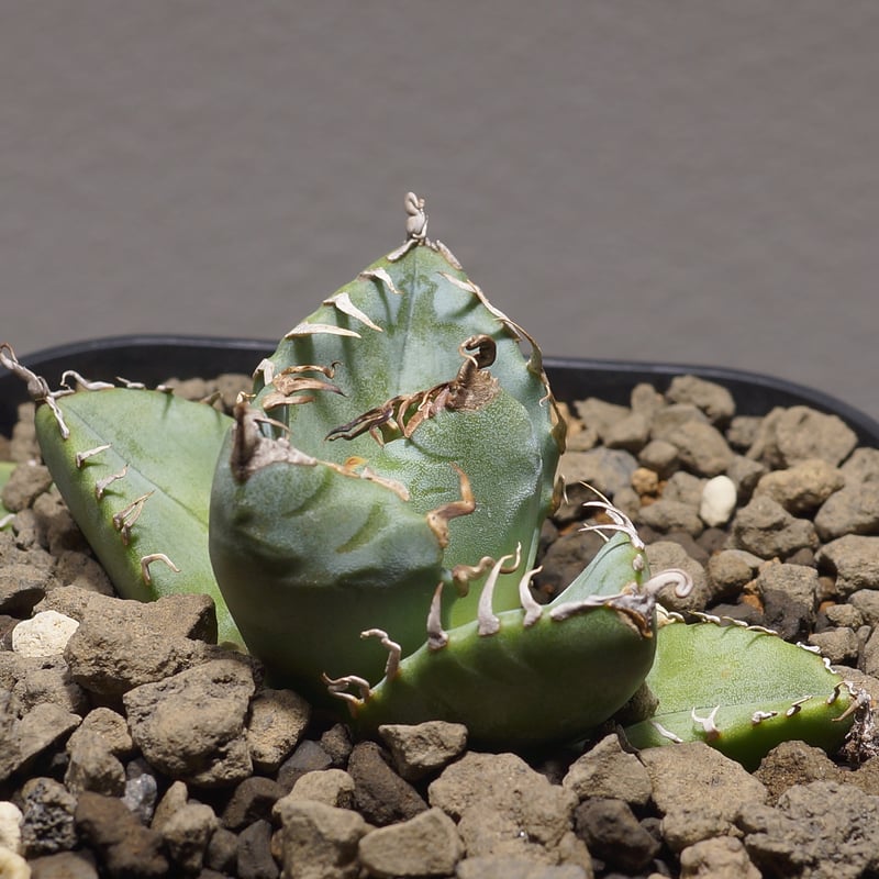 SSS級、コレクション株、陽炎】アガベ チタノタ 魔丸 子株3つ付き SSS