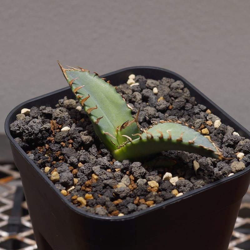 アガベ チタノタ 夕映厳竜 / YB-14 | アガベ専門店 モンスターハウス