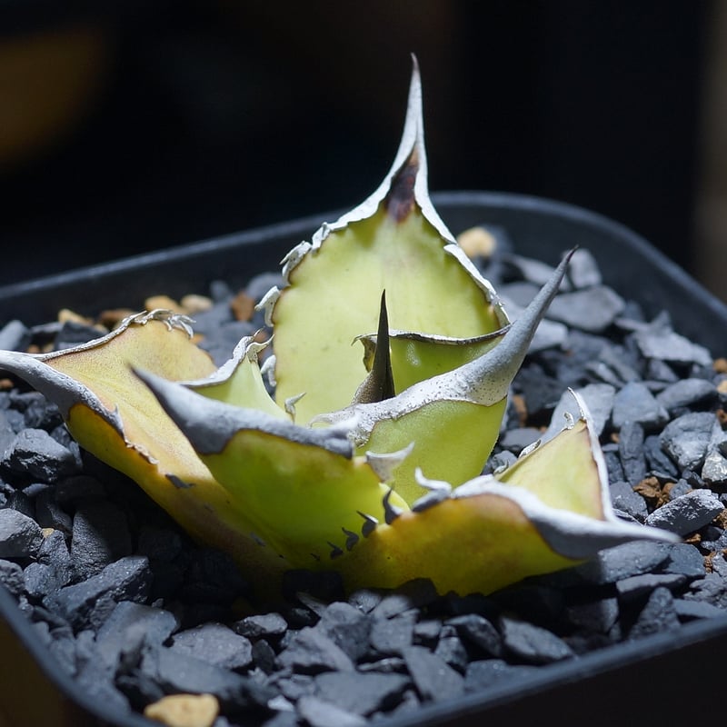 アガベ チタノタ キングアーサー/ 毒刺産 ka-01 | アガベ専門店