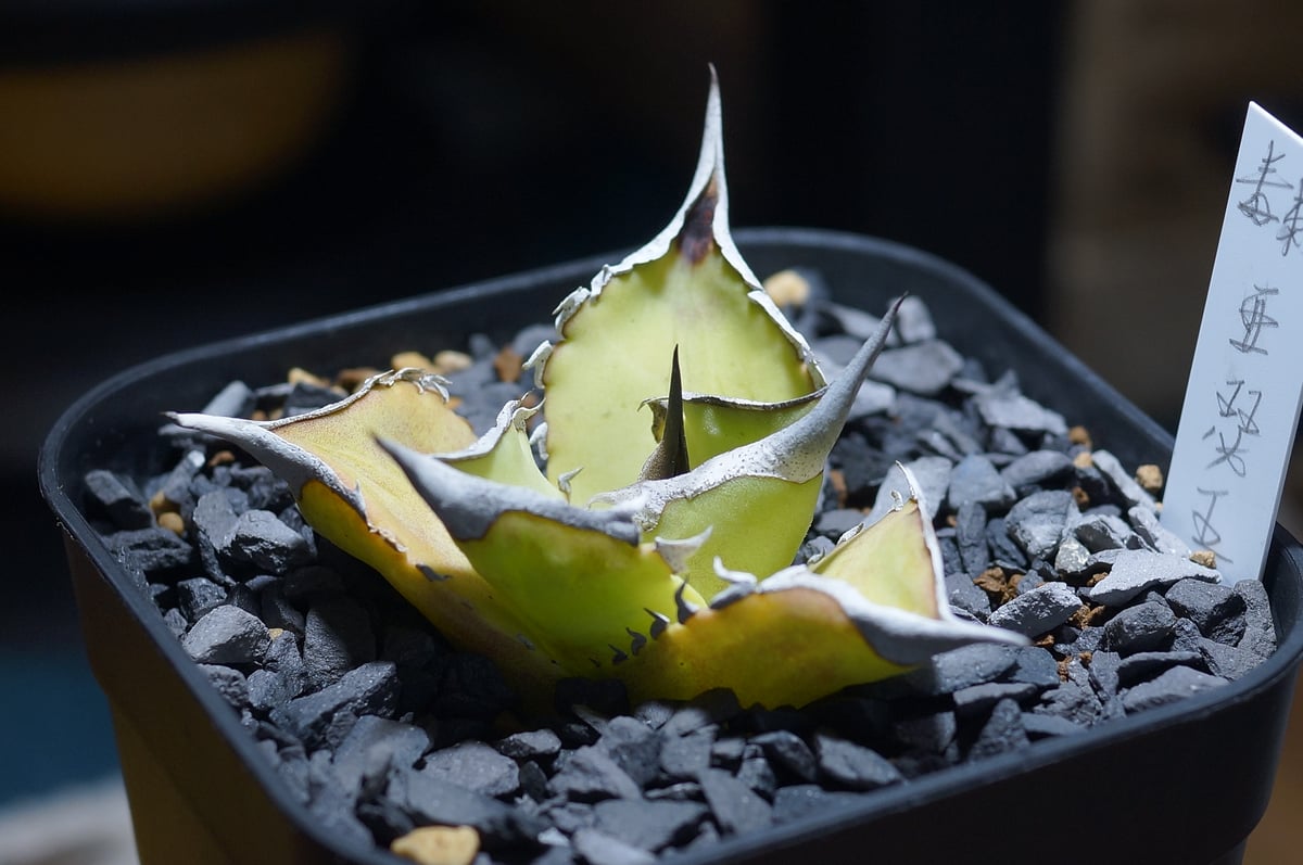 アガベ チタノタ キングアーサー/ 毒刺産 ka-01 | アガベ専門店