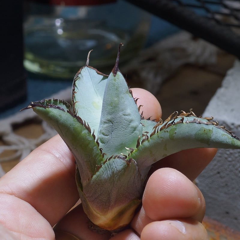 アガベ チタノタブルー モンスト株 Agave titanota アガベ チタノタ モンスト 多肉植物 | plants MARU