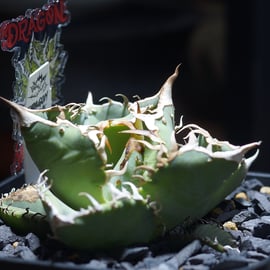 Berlin産、Dragon Agave産の株を発売 | アガベ専門店 モンスターハウス