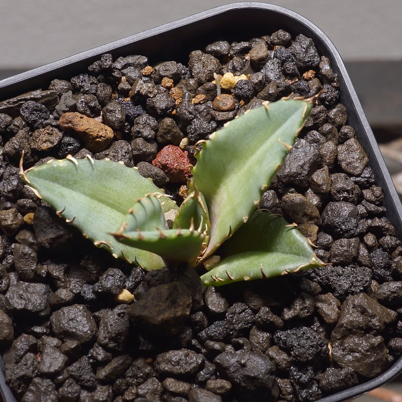 アガベ チタノタ 龍牙 / RG-01 | アガベ専門店 モンスターハウス