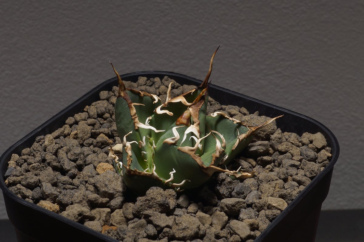 アガベ オアハカ オテロイ/ox-03 | アガベ専門店 モンスターハウス