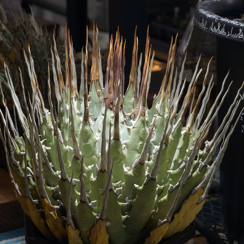 アガベ ユタエンシス エボリスピナ / ES-17 | アガベ専門店 モンスター