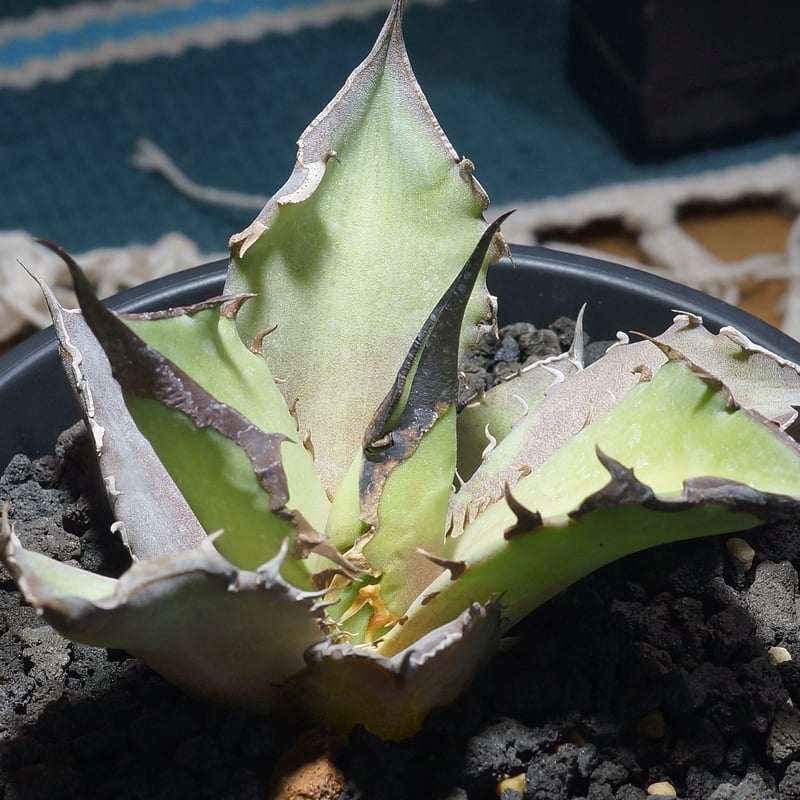 アガベ チタノタ Dennis 040 キングアーサー/ Dragon Agave産 D04