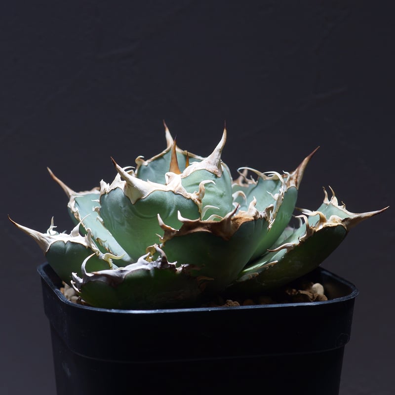 アガベ オテロイ FO-76/胴切り天 F-20 | アガベ専門店 モンスターハウス