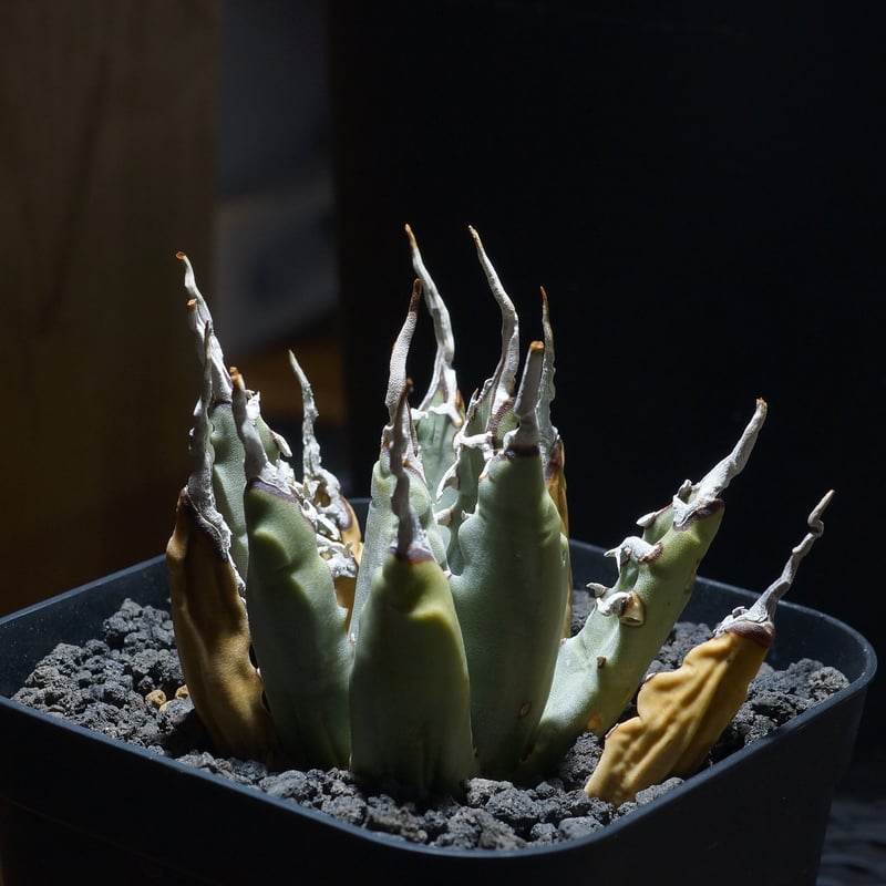 アガベ ユタエンシス エボリスピナ / ES-06 | アガベ専門店 モンスター