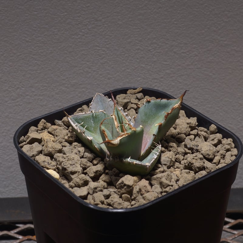 アガベ チタノタ 赤ライオン アガベ チタノタ レッド・キャット