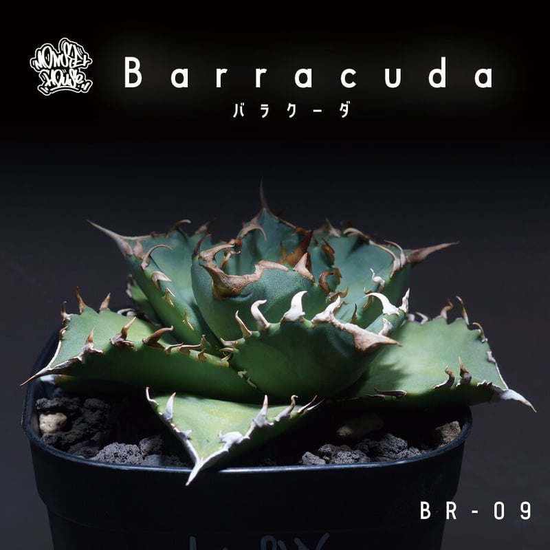 希少高級株　アガベ　アテナータ　翡翠盤　インドネシア輸入株　総柄　サボテン 2025年最新】アガベ アテナータ 翡翠盤の人気アイテム - メルカリ