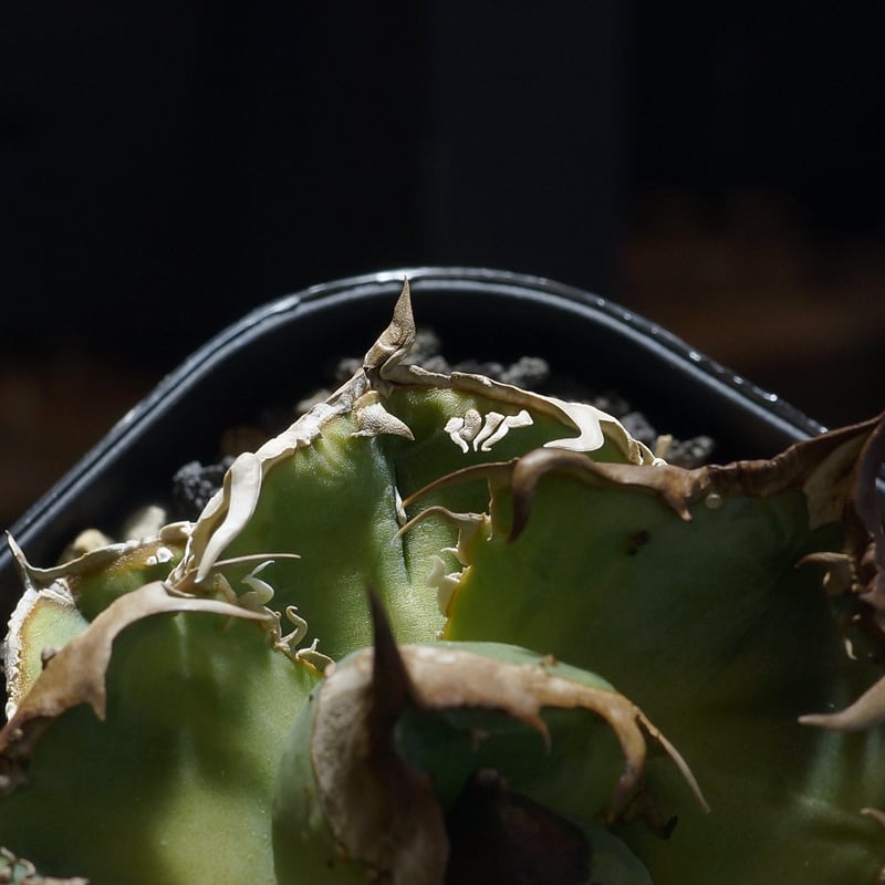 アガベ　チタノタ　疣猪　E　激レア　流通が少ない アガベ チタノタ 疣猪1 | STELLA.PLANTS