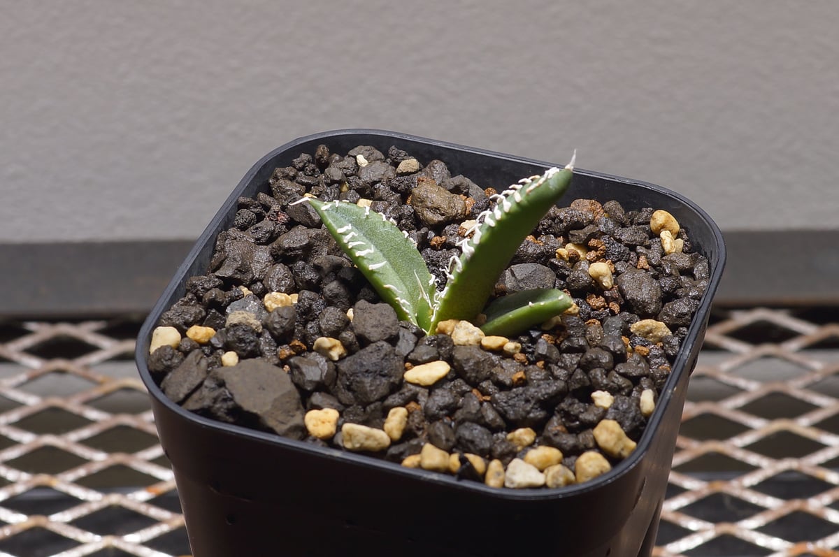 アガベ チタノタ 南アフリカダイヤモンド / SAD-01 | アガベ専門