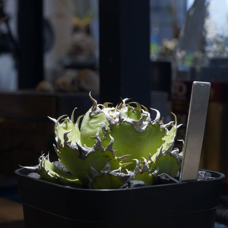 アガベ チタノタ フィリグリー /fg-06 | アガベ専門店 モンスターハウス