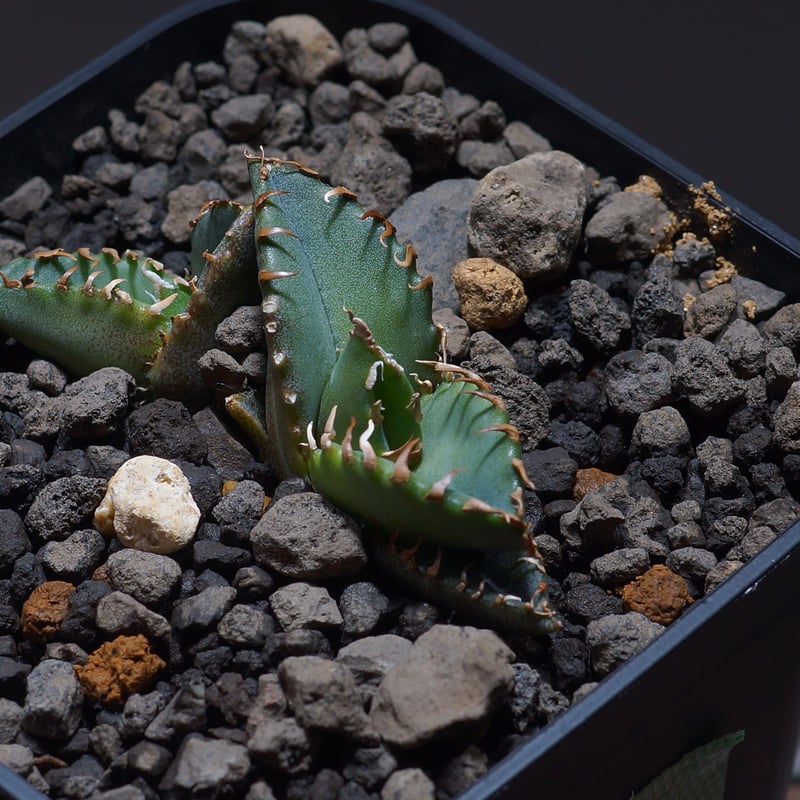 アガベ チタノタ 小雨新白鯨 ダブルヘッド/KNW-04 | アガベ専門