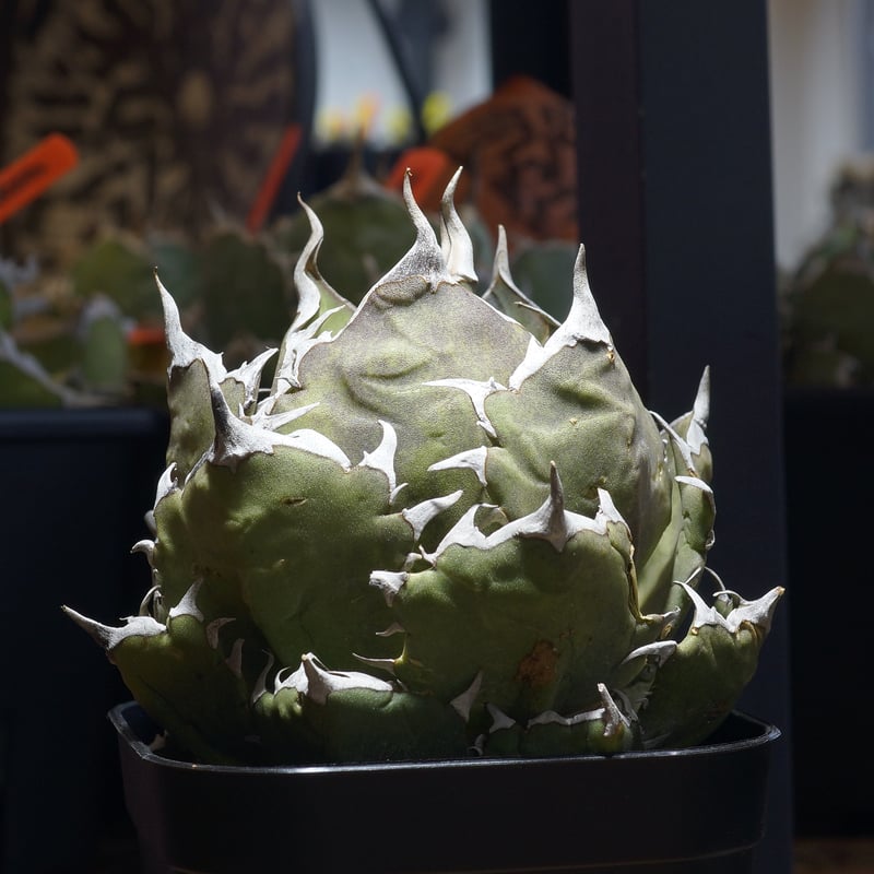 アガベ チタノタ 鬼爪 / OT-04 | アガベ専門店 モンスターハウス