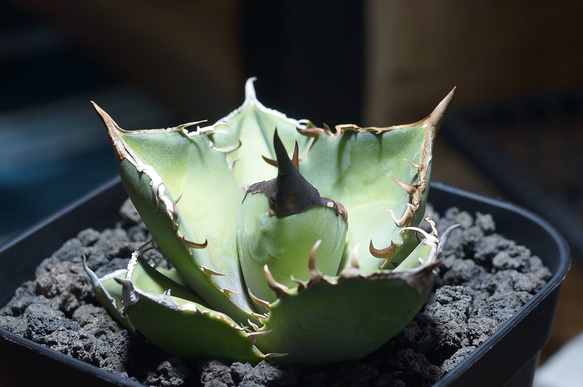 アガベ チタノタ 白犀牛/ wr-03 | アガベ専門店 モンスターハウス