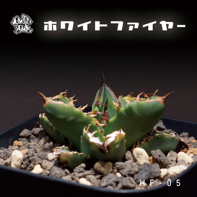 アガベ チタノタ ホワイトファイヤー/白火焔 WF-05 | アガベ専門 アガベ チタノタ ホワイトファイヤー/白火焔 WF-05 | アガベ専門