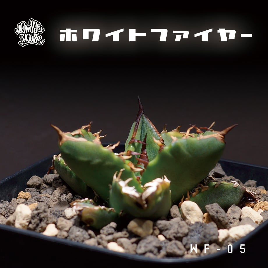 アガベ チタノタ ホワイトファイヤー/白火焔 WF-05 | アガベ専門 アガベ チタノタ ホワイトファイヤー/白火焔 WF-05 | アガベ専門